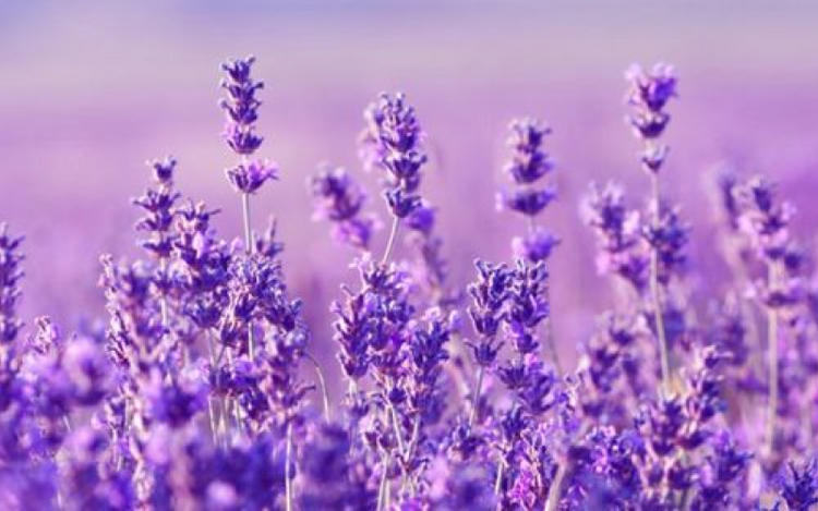 tall lavender stalks with dense clusters of small flowers, against a soft, blurred backdrop of more lavender plants, creating a serene and fragrant atmosphere.