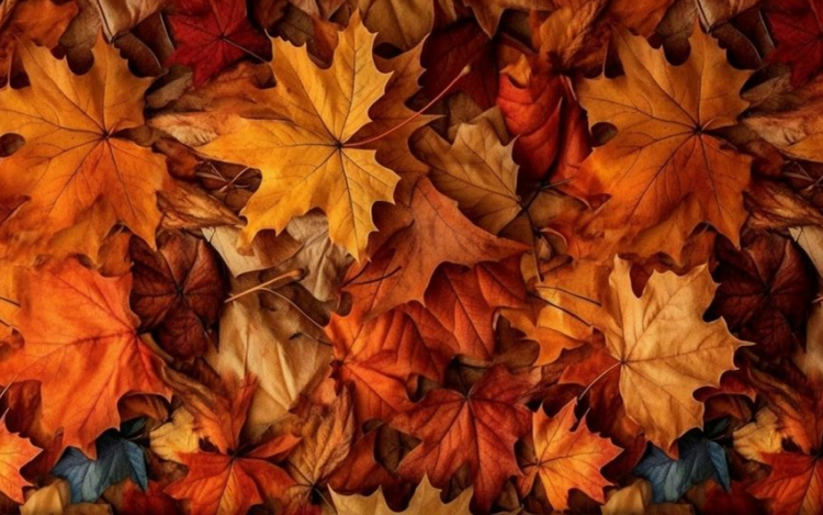 A vibrant assortment of autumn leaves in shades of orange, yellow, brown, and red covers the ground.